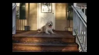 The Shaggy Old Dog