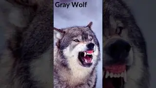 Top 4 Most dangerous wolf in world #shorts #animals #animalslover