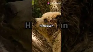 Mind-Blowing Facts About Himalayan Brown Bears 🐻 #HimalayanBrownBear #WildlifeFacts #NatureLovers