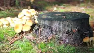 Nature Video Art Installation