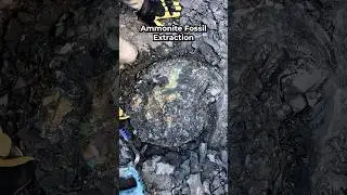 Ammonite Fossil Extraction 🐚🌈