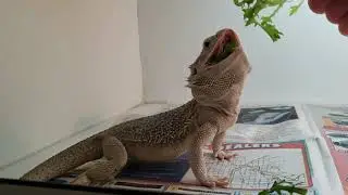 How to get Baby Bearded Dragons to eat greens.