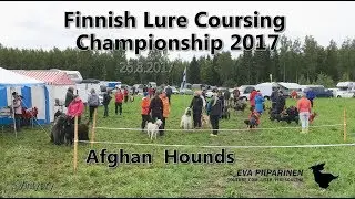 Finnish Lure Coursing  Championship 2017 &hearts; Afghan Hounds