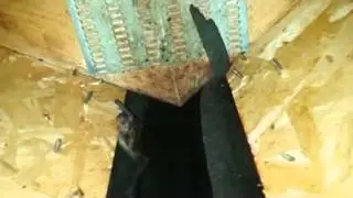 Bats In Attic Maternity Colony
