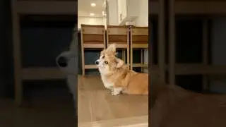 The fastest corgi alive!
