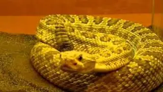 Crotalus oreganus lutosus rattle