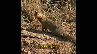 Fascinating Facts About Weasels The Small But Mighty Predators #wildlife Weasels #Mustelidae