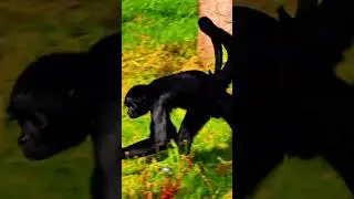 Can you Spot the 🐒 with the tail 🐵🐵🐵🐵