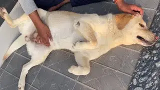 Dog Demands Belly Rub | Dog Wants Attention | Dog Belly Massage 