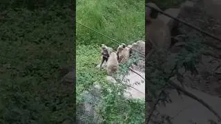 monkey 🐒 meeting chal Rahi hai #monkey #youtubeshorts #youtube #animals