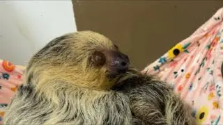 Happy sloth morning