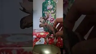 Let's open what's inside the Ball (fits the whole Dear)#amazing #entertament #satisfying #ball