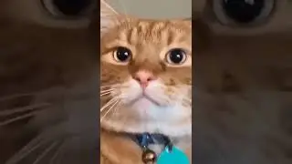 having cats are fun 😀 #trending #cat #cattomemes #funnypictures #yt #funny #memms #funnymemes #pets