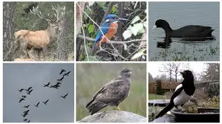 Dieren in Nederland - Natuurdocumentaire 2024-2025
