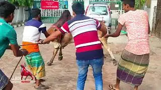 PAGLA SHAR chute dour | Sadeeq Agro | 2021 |