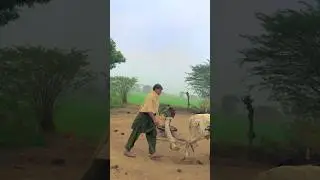 Faster Oxygen Operated By Chaff Cutter#chuffcuter#ytshorts #trending #short #viral