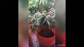 Farmers Lab train wreck free seeds with purchase also started photo period on 12/12 landrace