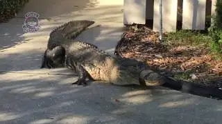 Sarasota Police Sergeant Captures Gator in Resident's Yard
