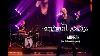 Animal ДжаZ &mdash; Апрель (Live @ Мой музыкальный)