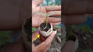 Посадка семян с использованием яичной скорлупы #шорты