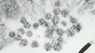 Walnut Woods Winterscape