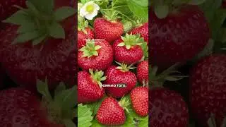 3 САМЫХ СЛАДКИХ СОРТА КЛУБНИКИ, КОТОРЫЕ ТОЧНО ВАМ ПОНРАВЯТСЯ 🍓💃🏽
