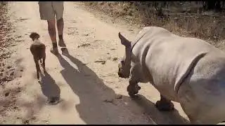 Baby rhino orphan's first walk outside his boma with lamb best friend