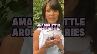 How did we discover the Aronia Berry?