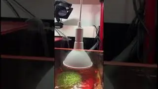REF&Uacute;GIO DE ALGAS CHAETOMORPHA