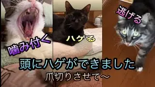 【ハゲ頭猫】ビビり猫の爪切り