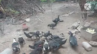 কম খরচে চিনা হাসের খাবার তৈরী। আপনারা এই ভিডিওতে দেখতে পাবেন। 