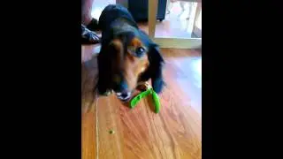 Dog eating peas
