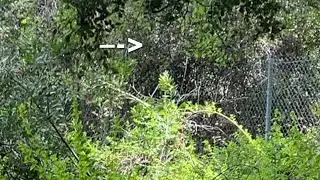 NEW SASQUATCH FINDINGS | Research |Inter-Dimensional & Telepathic |
