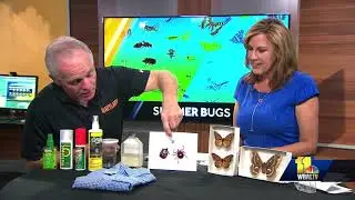 Lightening bugs arrive early
