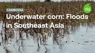 Underwater corn - Floods in Southeast Asia follows drought | Radio Free Asia (RFA)