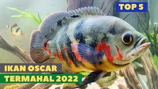 Mengenal 5 Jenis Ikan Oscar Termahal 2022