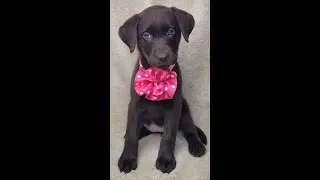 28 day puppy training video