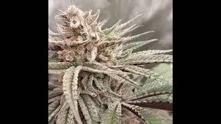 Ayahuasca Purple grown by Good Clean Cannabis
