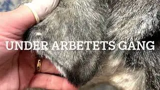 Trimma öron - schnauzer