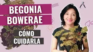 Cómo CUIDAR la BEGONIA TIGRE 🐯 -  Begonia bowerae cuidados: riego, luz, sustrato y más!