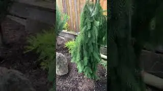 Garden tour mid summer 2020, cold hardy palm, cacti, evergreens yucca