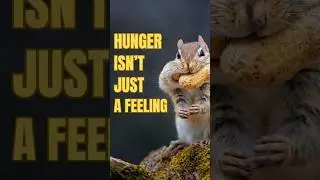 Hunger Is Not What You Think: How Your Brain and Hormones Control It