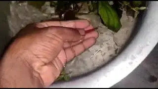 CPR to little fish ( save fish life)