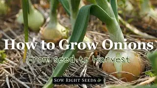 How to Grow Onions from Seed | Everything You Need to Know