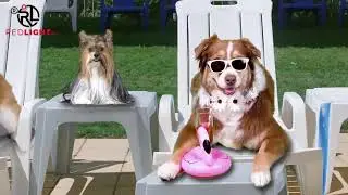 Redlight ALT Turmeric Joint Health For Dogs And Cats