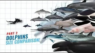 Dolphin Size Comparison: From Modern Species to Extinct Prehistoric Giants PART 2
