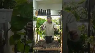 Горшок слишком большой &mdash; пришлось уменьшить размер, чтобы они выглядели достаточно хорошо для сво...