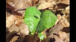Für Kinder: So klein und so groß - Wie aus dem Samen ein Baum wird