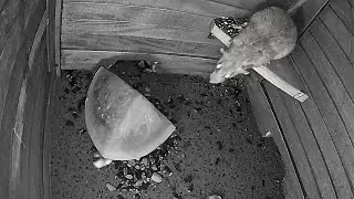 Wild Rats' WEIRD Reaction to Watermelon