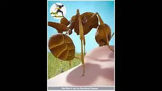 Why Black Ants Don't Bite 😱😱!!! #factsmarathon #interestingfacts